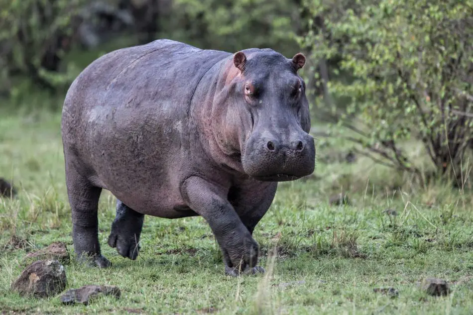 How fast can Hippos Run?