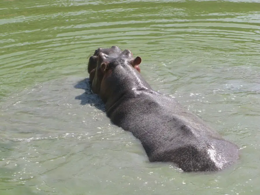 How fast can Hippos Swim?