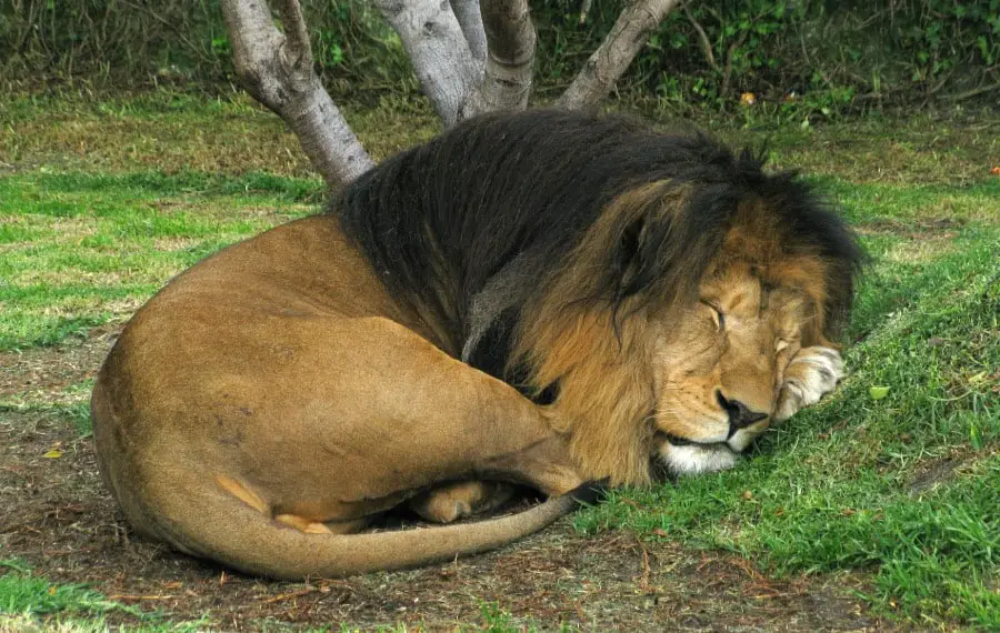 How long are lions awake for?
