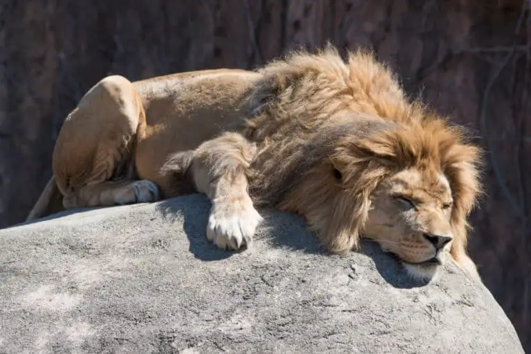 How long do lions Sleep?