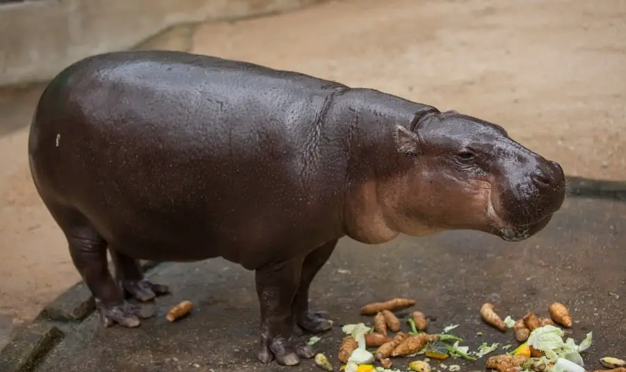 How much can hippopotamuses eat