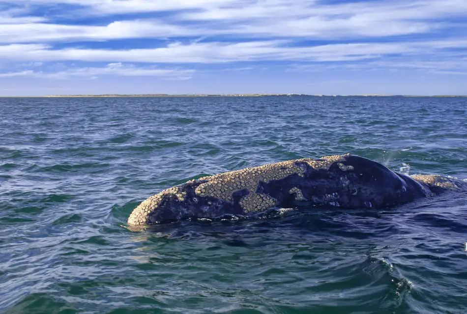 What are Barnacles on Whales?
