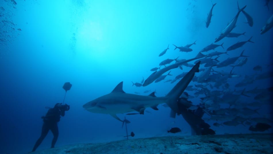 What colors attract Sharks: Are red swimsuits Safe?
