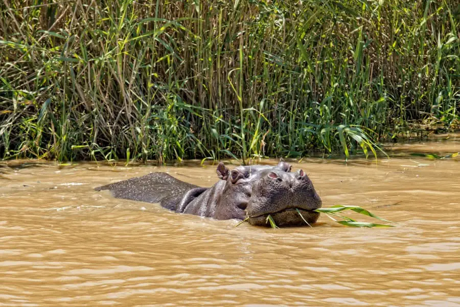 How much can hippopotamuses eat