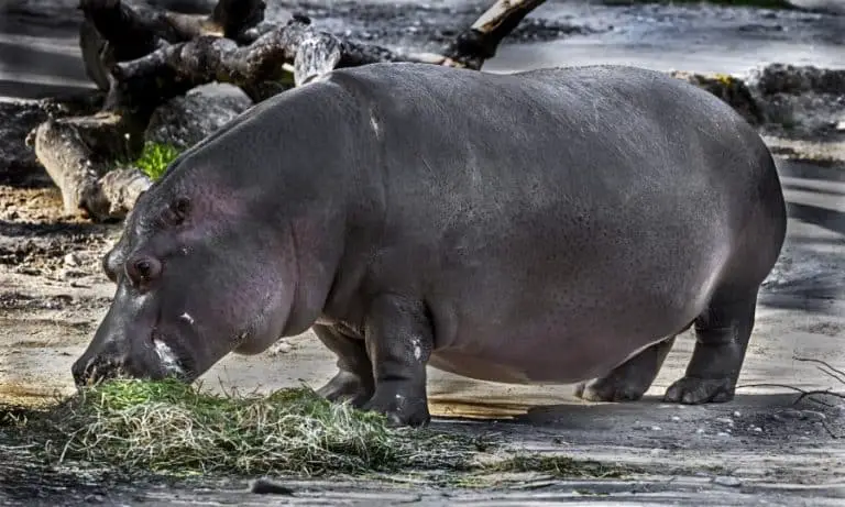 What does a hippopotamus eat?
