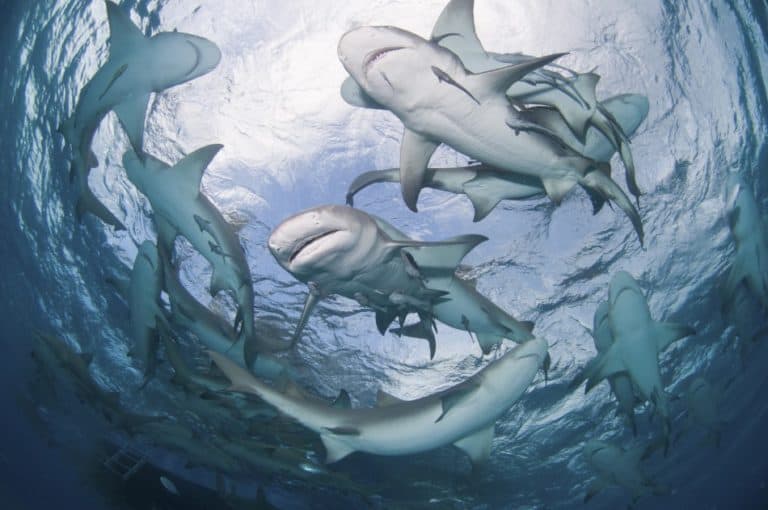 When do sharks come close to the shore?