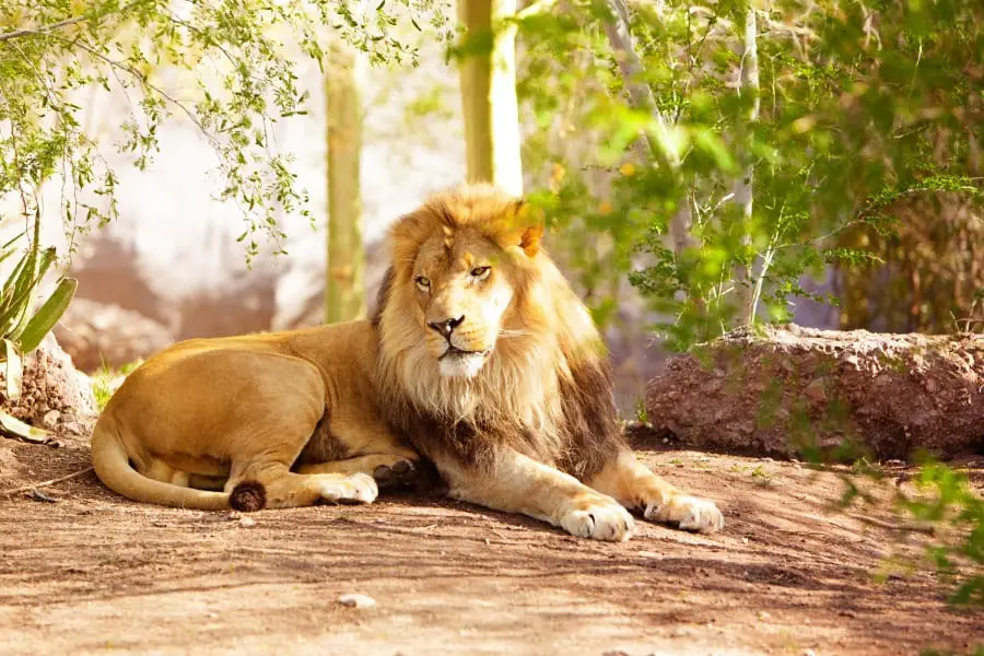 Why are lions king of the jungle and not tigers?