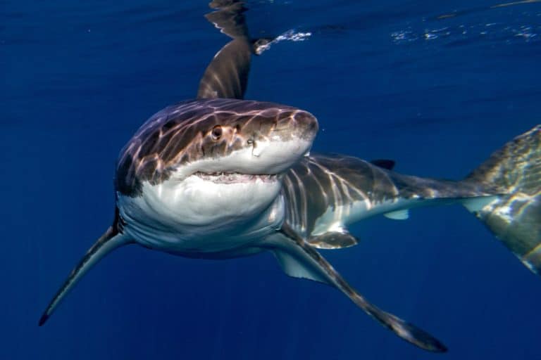 Why can’t Sharks swim backward?
