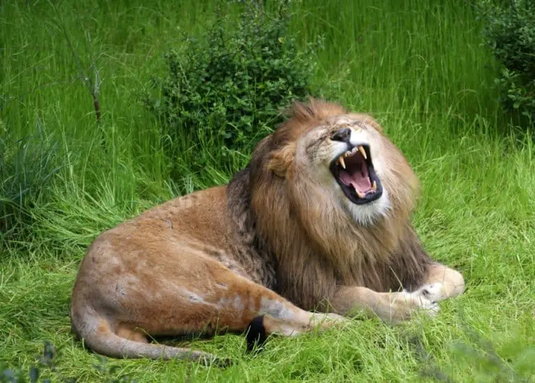 Why do Lions Roar? Learn the sounds of lions