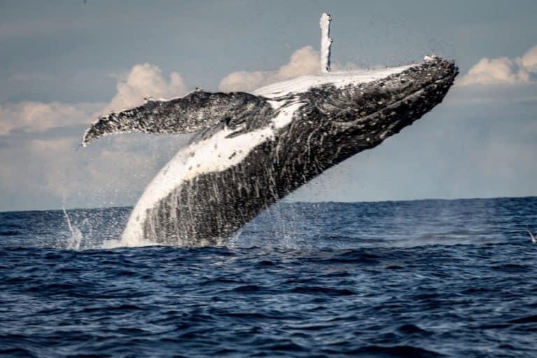 Why do whales Breach? 6 Main Reasons.