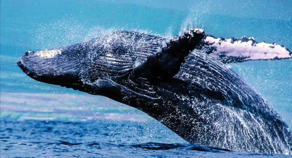 Why do whales breach near boats