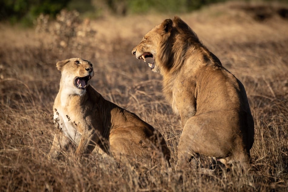 male lion roaring to female lioness