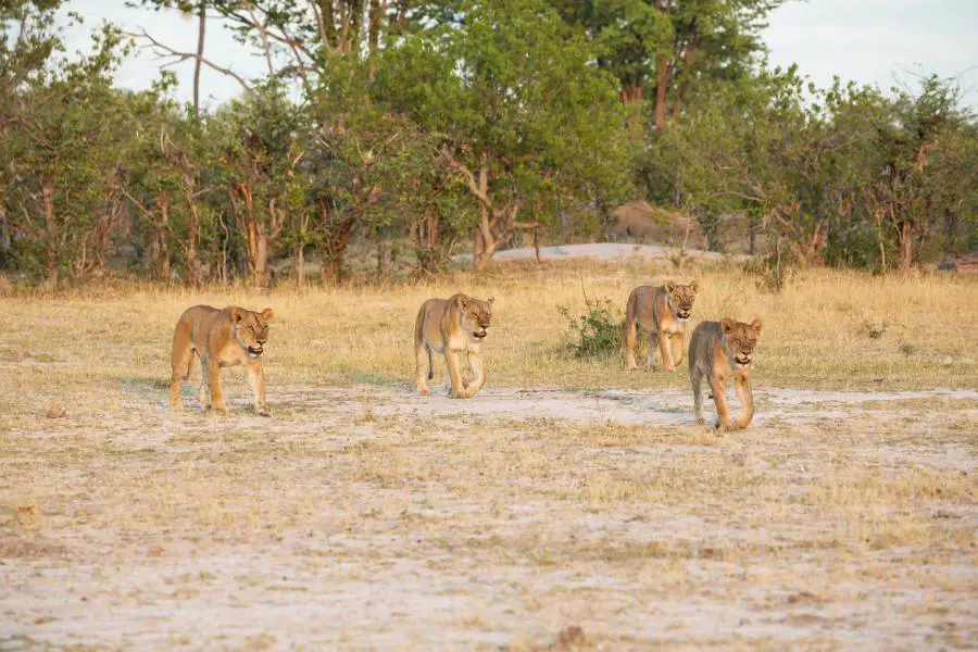 pride of female lions