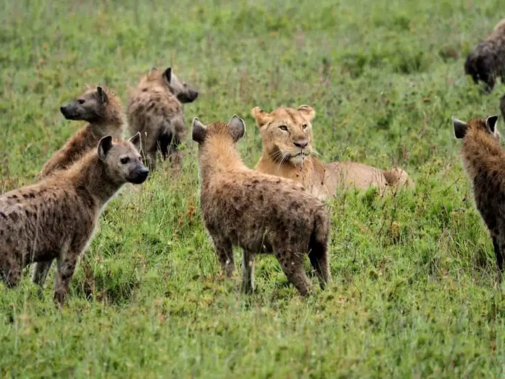 Why are hyenas only scared of male lions?