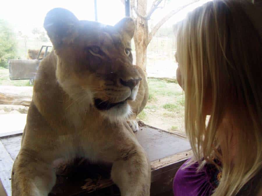 Are wild lions afraid of humans?