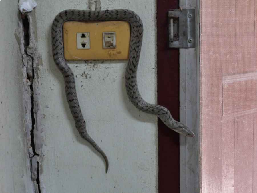 Can snakes get through doors?