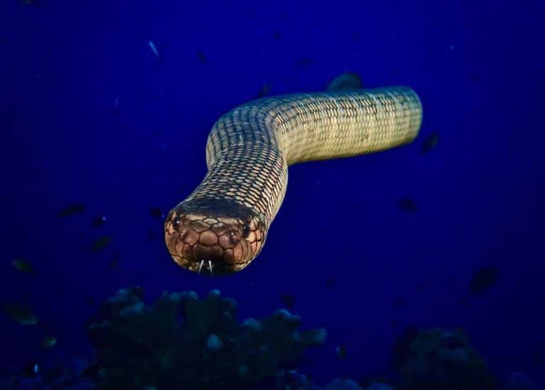 Can Snakes swim? 12 Amazing Facts You Didn’t know