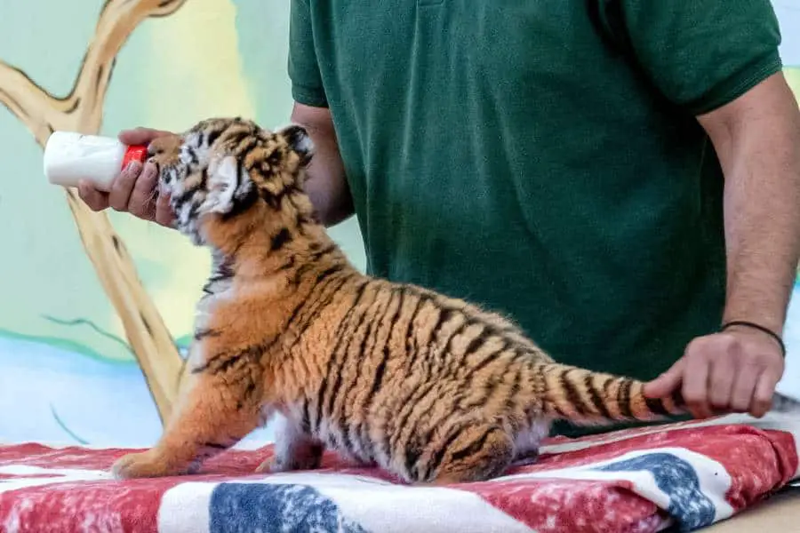 Can a tiger survive 3 months without food?
