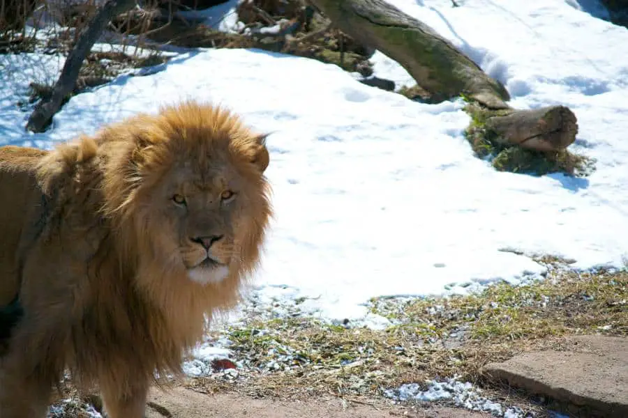 Can lions live in cold climates?