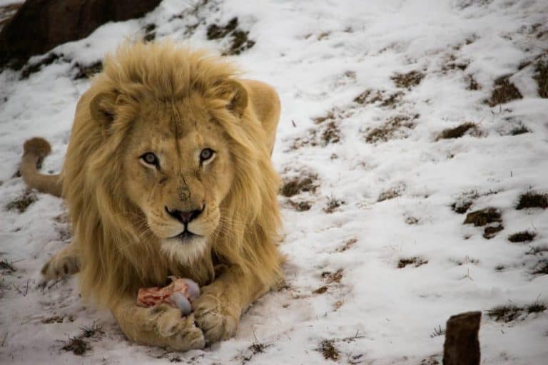 Can lions survive in cold weather?