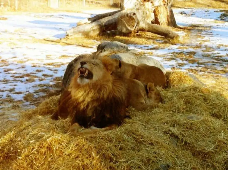 Can Lions Survive In Cold Weather?