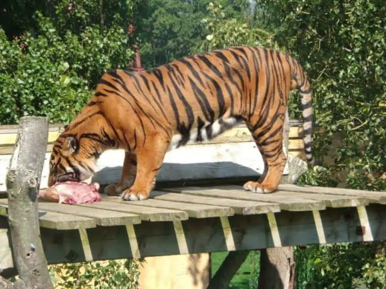 Can tigers go without eating?