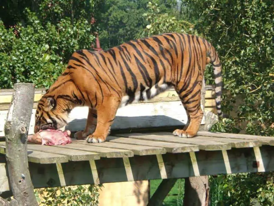 Can tigers go without eating? Wild Animals Central