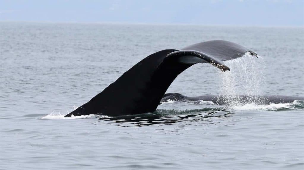 Can whales survive in freshwater?