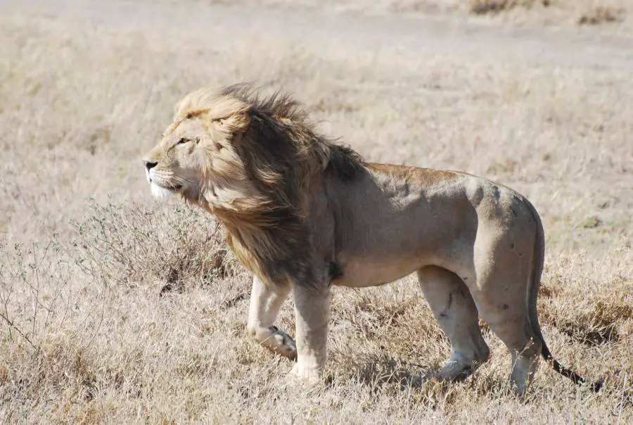 How did the lion get its mane?