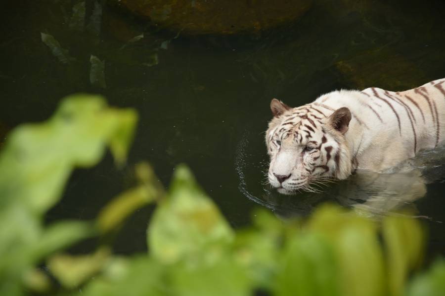Can tigers swim faster than humans?