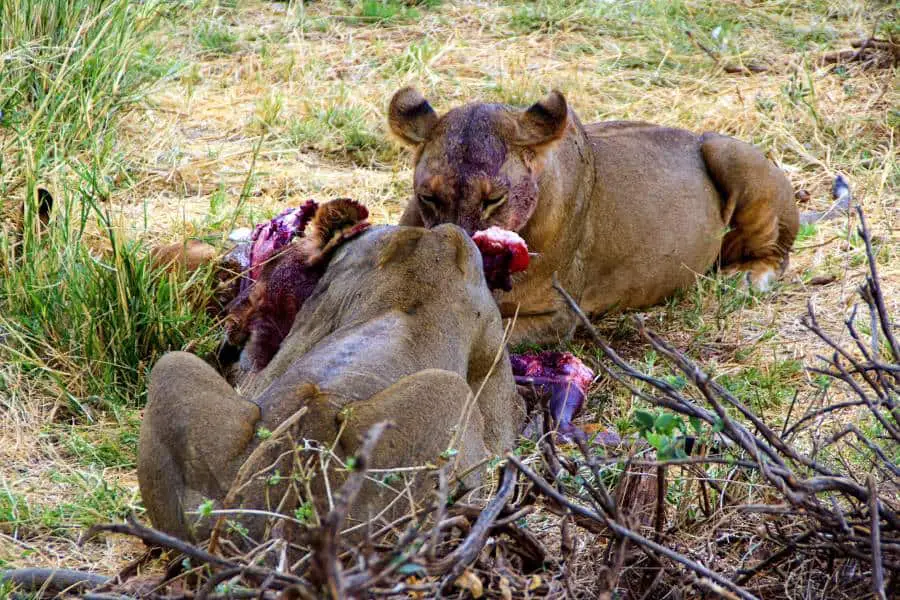 Lions eating an animal after hunting