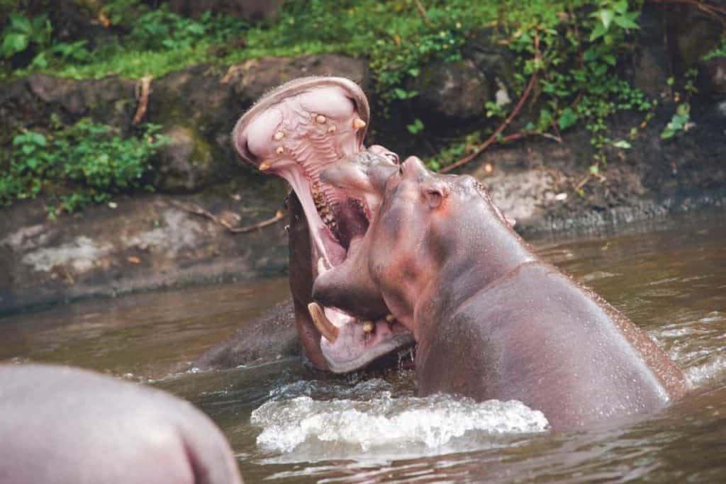 What are Hippos Afraid of