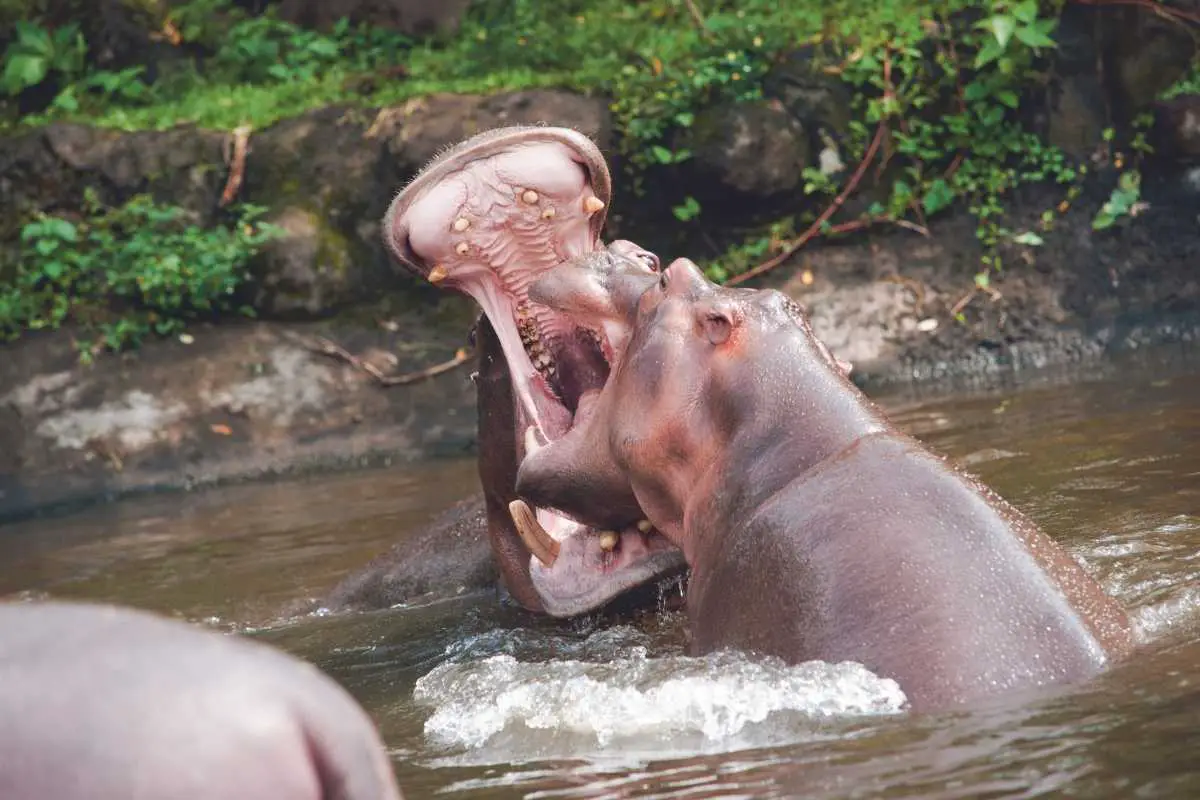 What are Hippos Afraid of? (Full List and More)