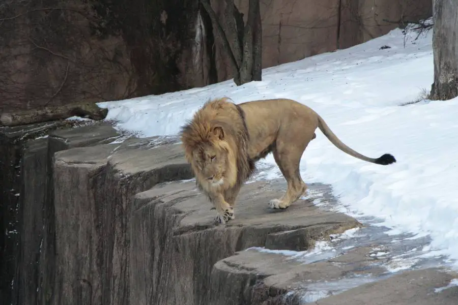 What do lions do in the winter?
