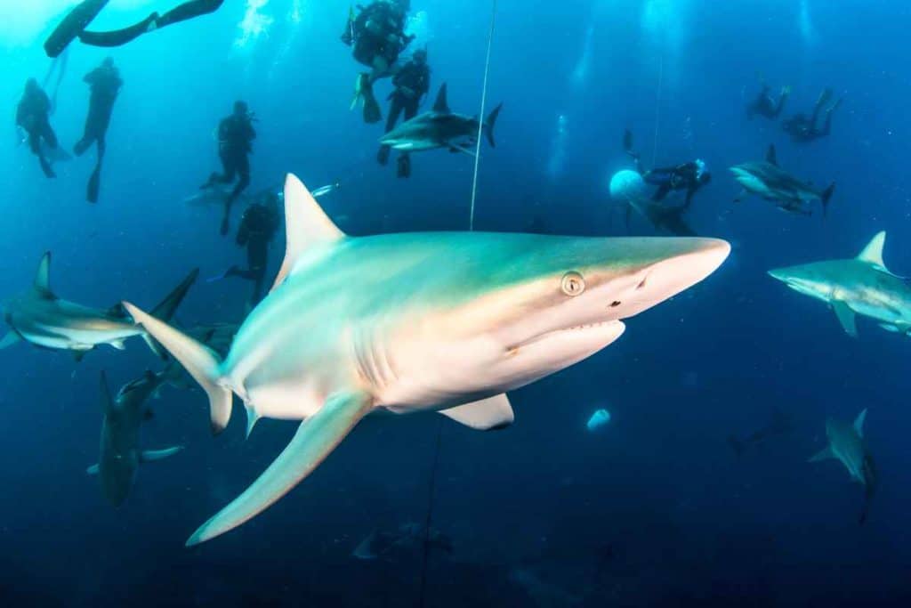 What do scientists have to say about shark sleep