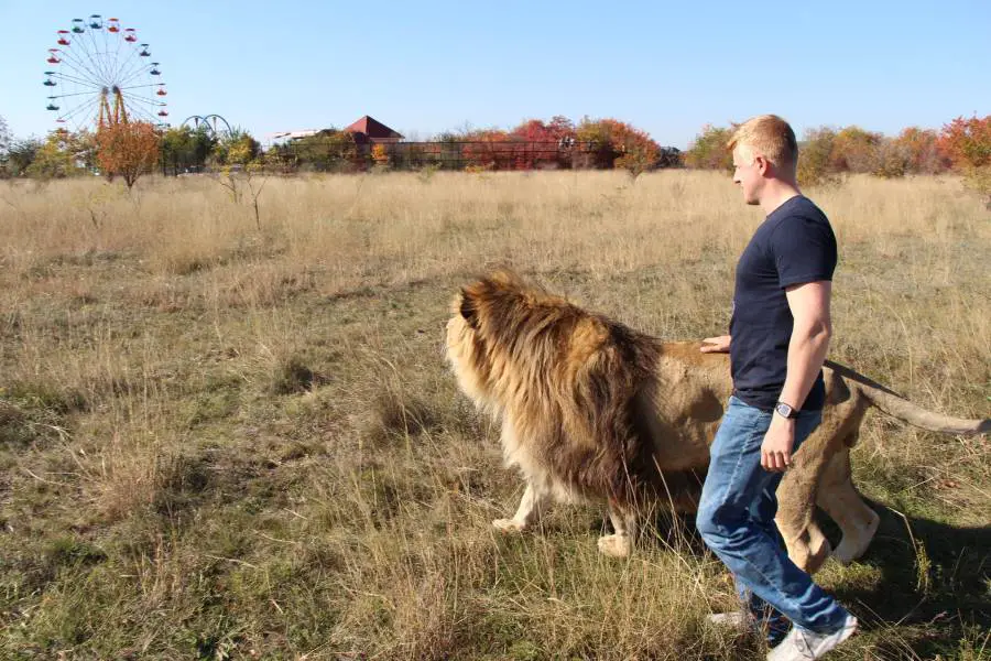 Why are lions scared of humans?