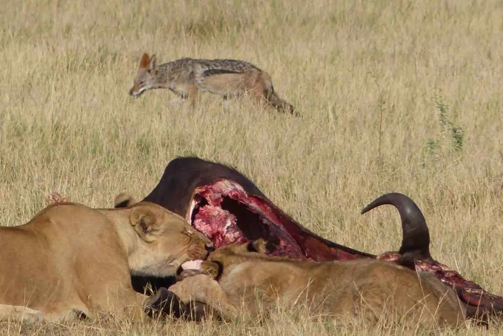 Why are lions scared of hyenas?