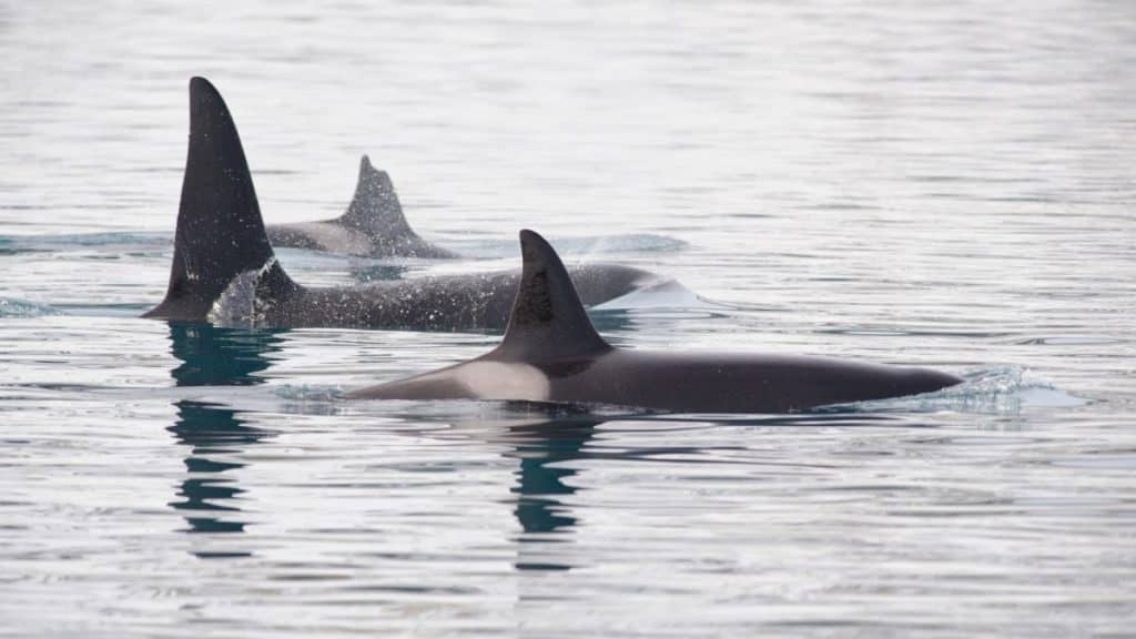 Why are orcas dangerous for whales?