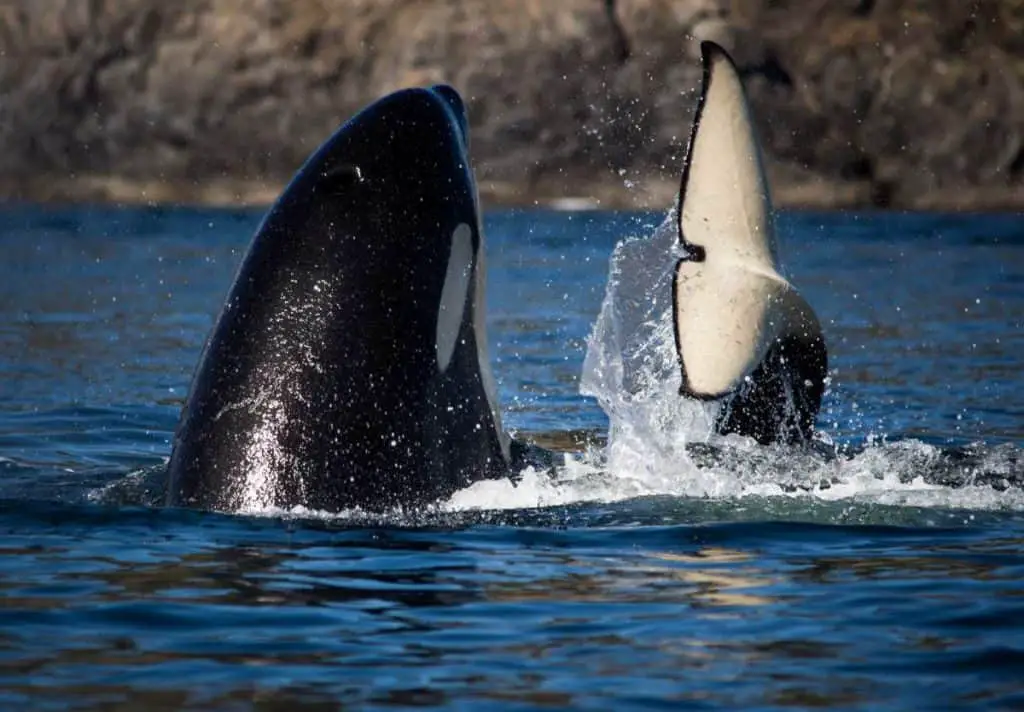 Why are whales afraid of orcas?