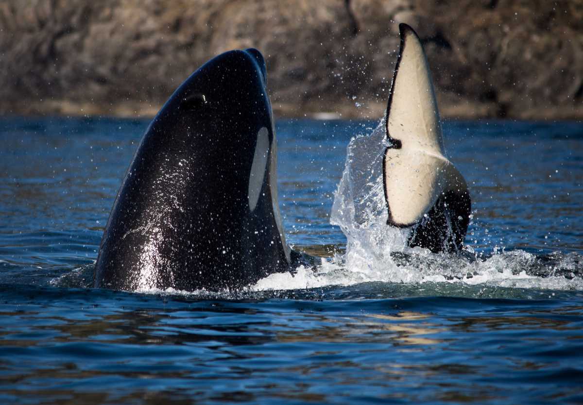 Why are whales afraid of orcas? (The Real Reason)