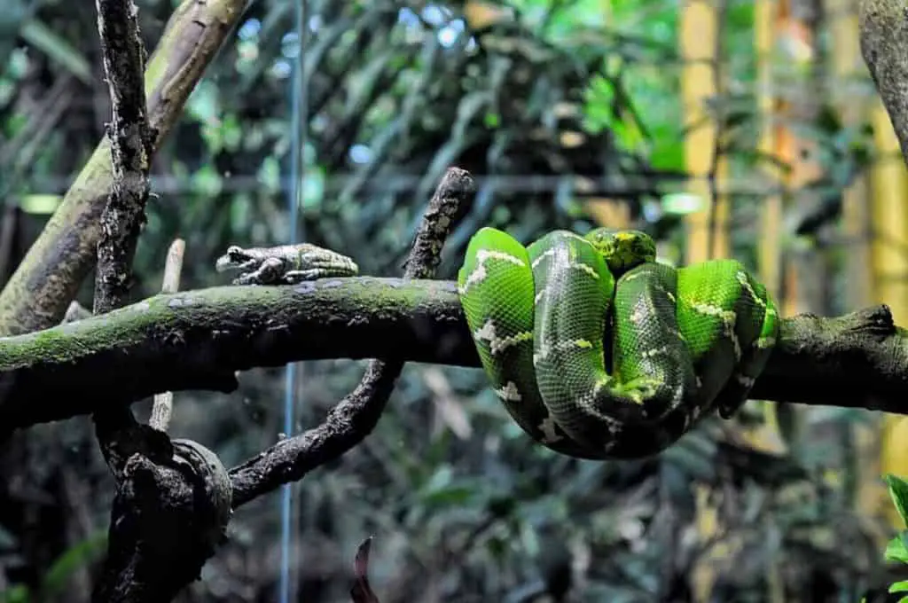 snake climb trees