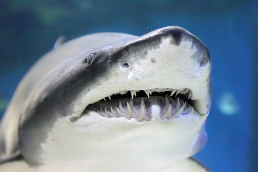 18 Shark Teeth Facts You Probably Didn't Know