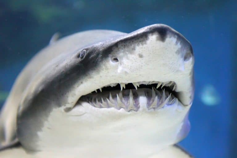18 Shark Teeth Facts You Probably Didn’t Know