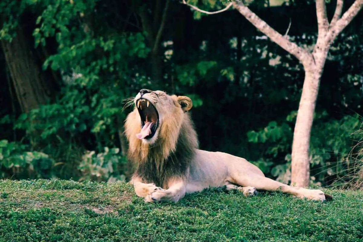 23 Interesting Facts about Lions that You Didn’t know