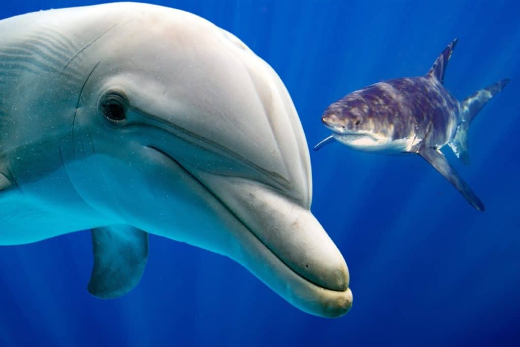 Are Sharks Afraid of Dolphins? The Answer will Surprise you.