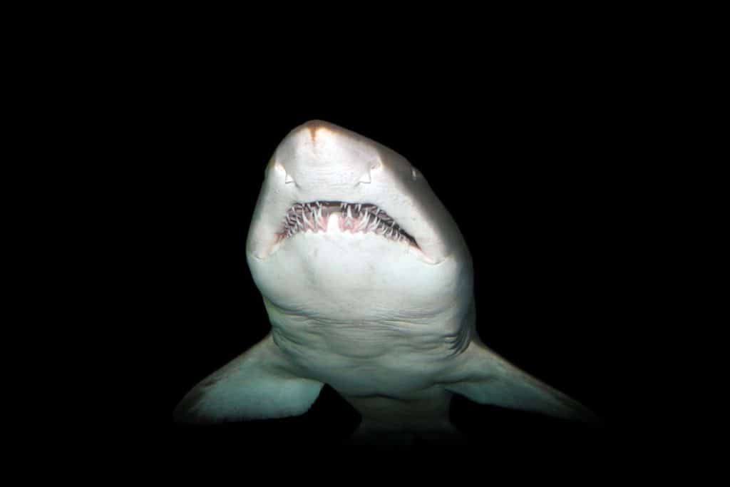Are Sharks Nocturnal?