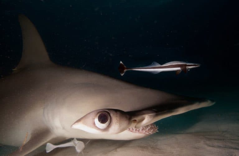 Are Sharks more Active at Night? Get the Answer!