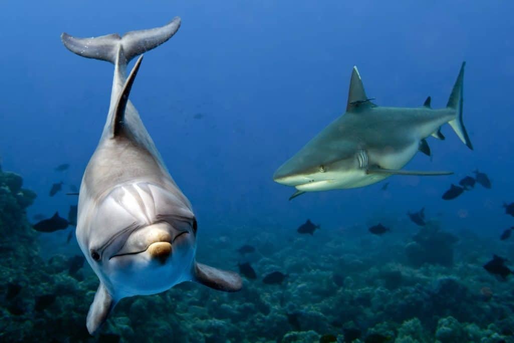 Can dolphins affect sharks' behavior?