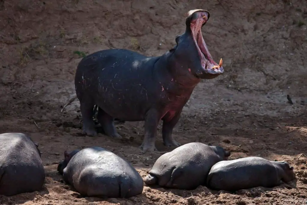 Can hippos have twins?