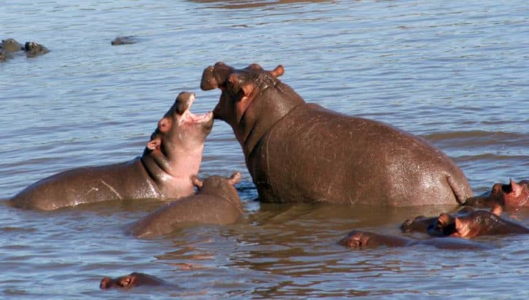 Do Hippos Fight Each Other? (And Why)